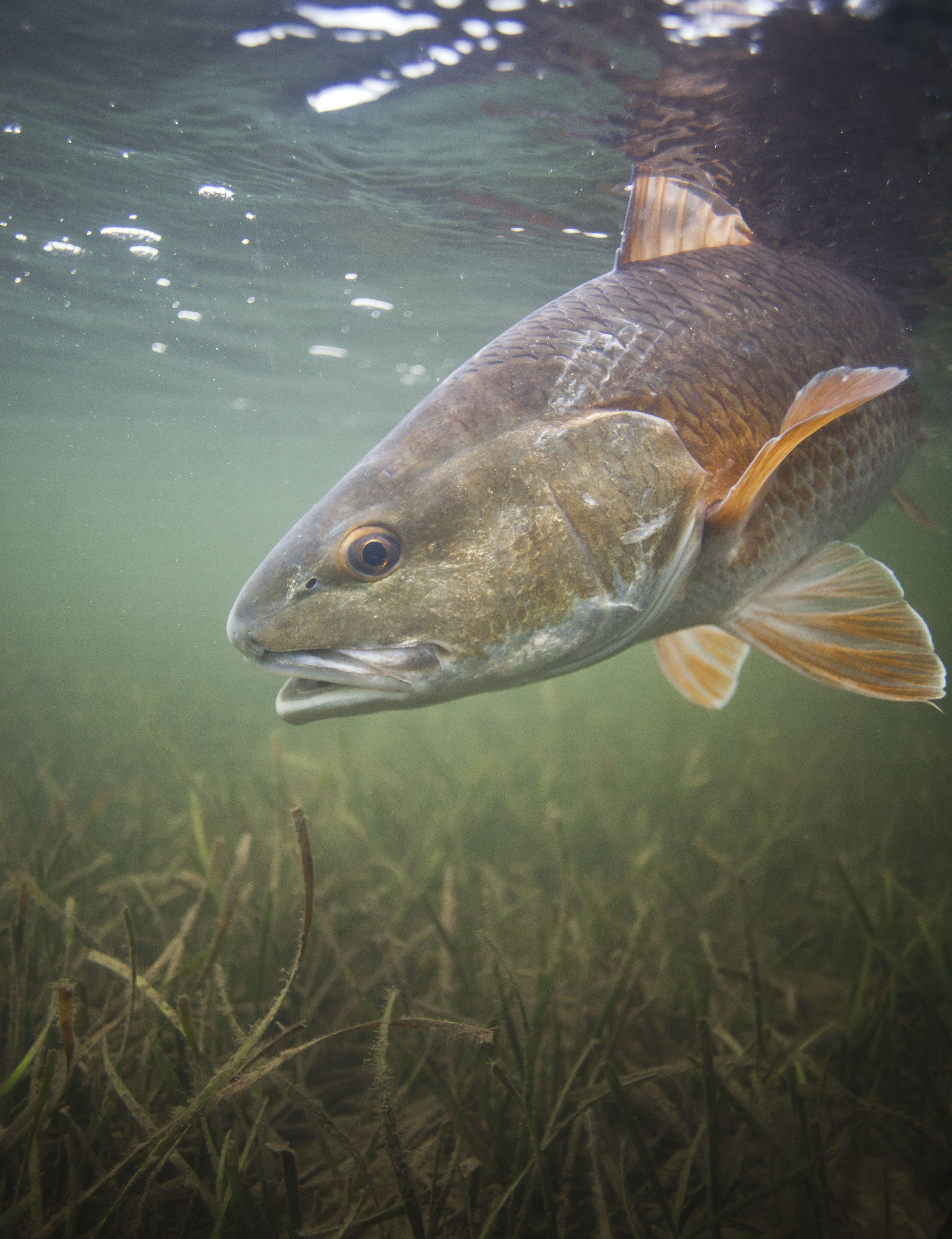 Panhandle REDFISHING