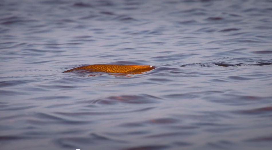 The Shallow Season Shallow Water Expeditions