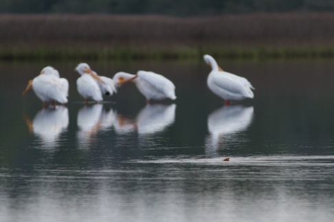 Peli's with Redfish 2