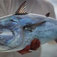 large bonito caught late summer