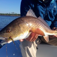 the golden prize on fly, Redfish st Andrews bay