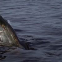 tarpon jumping off Apalachicola Florida