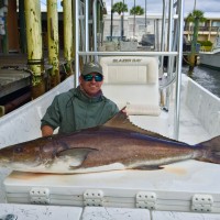 huge cobia caught by "BAD BRAD" with captain Jason Giles