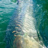 giant tarpon caught along panhandle waters