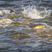 redfish feeding on the surface