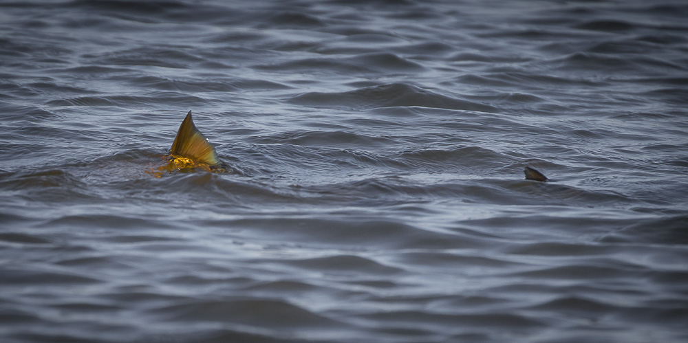 December Cold Front Shallow Water Expeditions