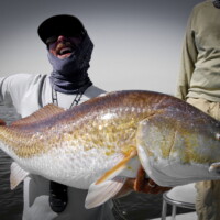 almost 40 lb redfish for Aldo in Venice almost 40 lb redfish for Aldo in Venice