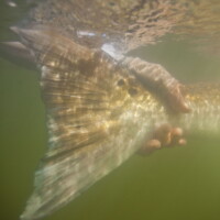 bull redfish caught off Venice louisiana bull redfish caught off Venice louisiana