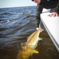 choctawhatchee bay redfish release Destin Florida, Jake Matney releases redfish