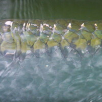 tarpon back just before release tarpon back just before release, poon back armor