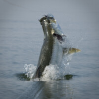 tarpon breaking the still waters off alligator point Florida David Mangum
