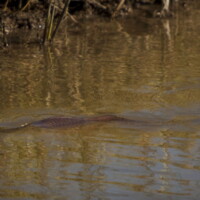 Louisiana marsh hunter