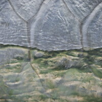 tarpon scales close up Mexico beach Florida tarpon scales close up Mexico beach Florida
