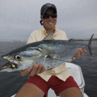 bonito in the Panama City pass late summer bonito in the Panama City pass late summer