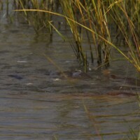 redfish hunt the edge is marsh grass in Louisiana redfish hunt the edge is marsh grass in Louisiana