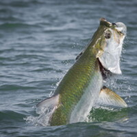 Tarpon takes to the air trying to shake the fly alligator point Florida Tarpon takes to the air trying to shake the fly alligator point Florida