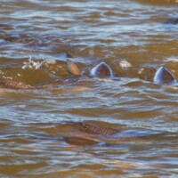 redfish school eating shrimp Apalachicola Florida redfish school eating shrimp Apalachicola Florida