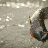 tarpon jump is violent Apalachicola Florida tarpon jump is violent Apalachicola Florida