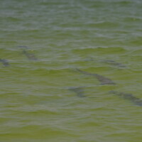 group of tarpon close in off alligator point Florida group of tarpon close in off alligator point Florida