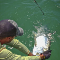captain Jason Giles lands a tarpon for his angler off Panama City beach Florida captain Jason Giles lands a tarpon for his angler off Panama City beach Florida