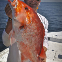 great red snapper catch captain JASON GILES with RED SNAPPER
