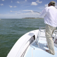 angler jumps a tarpon on fly along our panhandle beaches angler jumps a tarpon on fly along our panhandle beaches